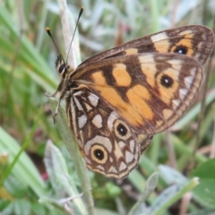 Oreixenica lathoniella (Silver Xenica) at Namadgi National Park - 31 Mar 2023 by Christine