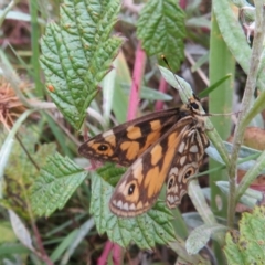 Oreixenica lathoniella at Cotter River, ACT - 31 Mar 2023 01:54 PM