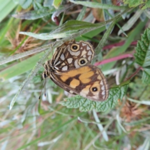 Oreixenica lathoniella at Cotter River, ACT - 31 Mar 2023 01:54 PM