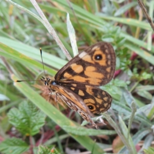 Oreixenica lathoniella at Cotter River, ACT - 31 Mar 2023