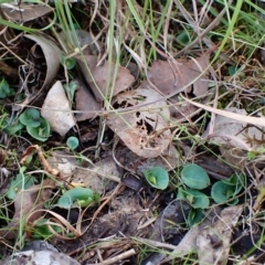Corysanthes hispida (Bristly Helmet Orchid) at Point 4081 - 9 Apr 2023 by CathB