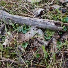 Corysanthes hispida at suppressed - 9 Apr 2023