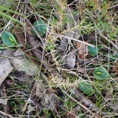 Corysanthes hispida at suppressed - 9 Apr 2023