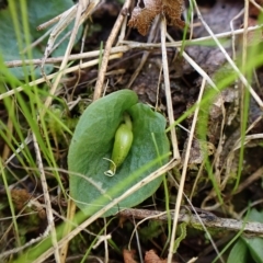 Corysanthes hispida at suppressed - 9 Apr 2023