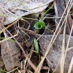 Corysanthes hispida at suppressed - 9 Apr 2023