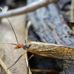 Chorista australis (Autumn scorpion fly) at Bango Nature Reserve - 8 Apr 2023 by AJB