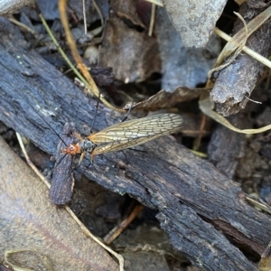 Chorista australis at Bango, NSW - 8 Apr 2023
