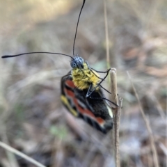 Delias harpalyce (Imperial Jezebel) at Bango, NSW - 8 Apr 2023 by AJB