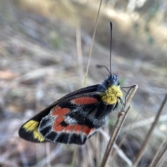 Delias harpalyce at Bango, NSW - 8 Apr 2023 04:18 PM