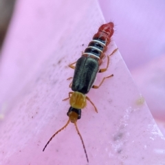 Carphurus sp. (genus) (Soft-winged flower beetle) at Bango Nature Reserve - 8 Apr 2023 by AJB