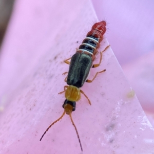 Carphurus sp. (genus) at Bango, NSW - suppressed