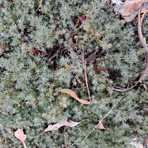 Styphelia humifusum at Carwoola, NSW - 8 Apr 2023