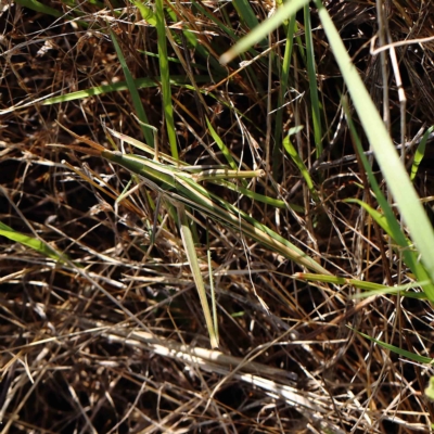 Acrida conica (Giant green slantface) at Dryandra St Woodland - 12 Feb 2023 by ConBoekel