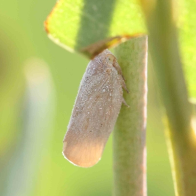 Anzora unicolor (Grey Planthopper) at Dryandra St Woodland - 12 Feb 2023 by ConBoekel