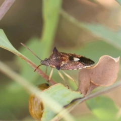 Oechalia schellenbergii (Spined Predatory Shield Bug) at Dryandra St Woodland - 12 Feb 2023 by ConBoekel