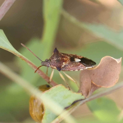 Oechalia schellenbergii (Spined Predatory Shield Bug) at O'Connor, ACT - 12 Feb 2023 by ConBoekel