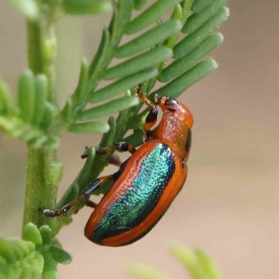 Calomela curtisi (Acacia leaf beetle) at O'Connor, ACT - 12 Feb 2023 by ConBoekel