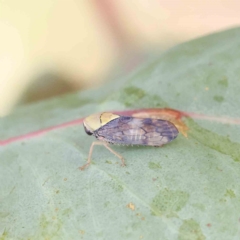 Brunotartessus fulvus (Yellow-headed Leafhopper) at Dryandra St Woodland - 12 Feb 2023 by ConBoekel