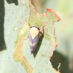 Brunotartessus fulvus at O'Connor, ACT - 12 Feb 2023