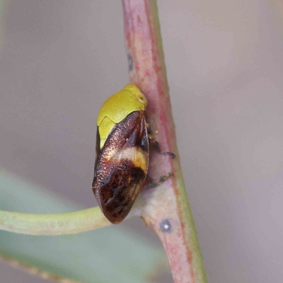 Chaetophyes compacta (Tube spittlebug) at O'Connor, ACT - 12 Feb 2023 by ConBoekel