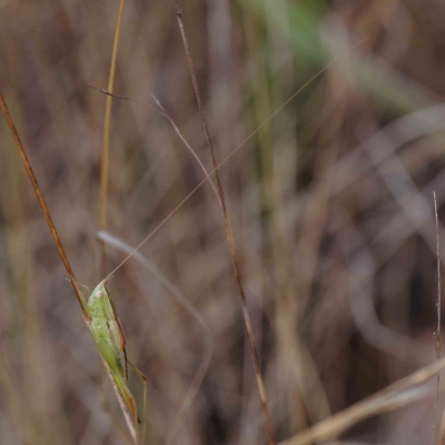 Conocephalus semivittatus (Meadow katydid) at Dryandra St Woodland - 12 Feb 2023 by ConBoekel