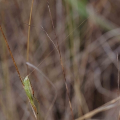 Conocephalus semivittatus (Meadow katydid) at Dryandra St Woodland - 12 Feb 2023 by ConBoekel
