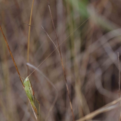 Conocephalus semivittatus (Meadow katydid) at O'Connor, ACT - 12 Feb 2023 by ConBoekel