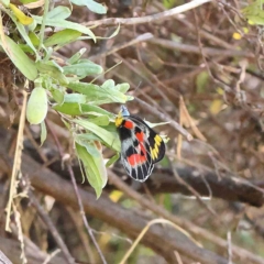 Delias harpalyce (Imperial Jezebel) at Dryandra St Woodland - 12 Feb 2023 by ConBoekel