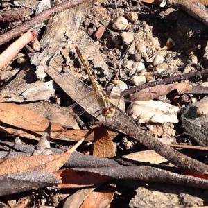 Diplacodes bipunctata at O'Connor, ACT - 12 Feb 2023