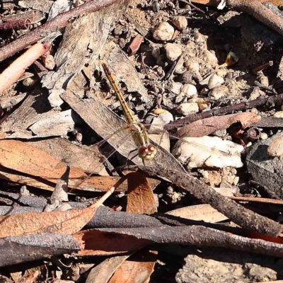 Diplacodes bipunctata (Wandering Percher) at Dryandra St Woodland - 12 Feb 2023 by ConBoekel