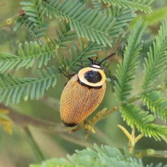 Ellipsidion australe (Austral Ellipsidion cockroach) at Dryandra St Woodland - 12 Feb 2023 by ConBoekel