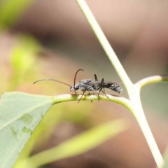 Myrmecia sp. (genus) (Bull ant or Jack Jumper) at Dryandra St Woodland - 12 Feb 2023 by ConBoekel
