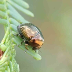Ditropidus sp. (genus) (Leaf beetle) at O'Connor, ACT - 12 Feb 2023 by ConBoekel