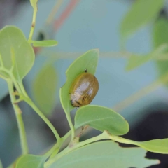 Paropsisterna cloelia (Eucalyptus variegated beetle) at O'Connor, ACT - 12 Feb 2023 by ConBoekel