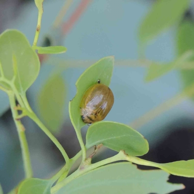 Paropsisterna cloelia (Eucalyptus variegated beetle) at O'Connor, ACT - 12 Feb 2023 by ConBoekel