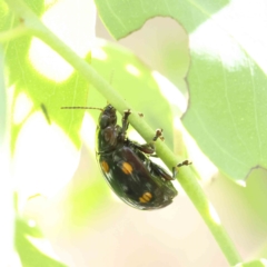 Paropsisterna octosignata (Eucalyptus leaf beetle) at O'Connor, ACT - 12 Feb 2023 by ConBoekel