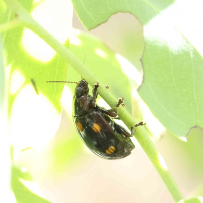 Paropsisterna octosignata (Eucalyptus leaf beetle) at Dryandra St Woodland - 12 Feb 2023 by ConBoekel