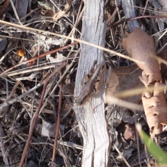 Phaulacridium vittatum (Wingless Grasshopper) at Dryandra St Woodland - 12 Feb 2023 by ConBoekel