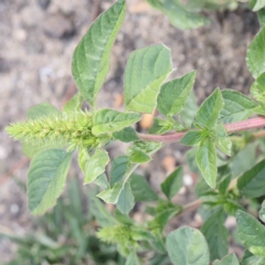 Amaranthus powellii (Powell's Amaranth) at Dryandra St Woodland - 12 Feb 2023 by ConBoekel