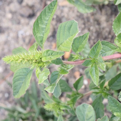 Amaranthus powellii (Powell's Amaranth) at Dryandra St Woodland - 12 Feb 2023 by ConBoekel