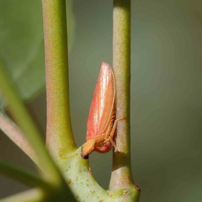 Katipo sp. (genus) (Leafhopper) at Dryandra St Woodland - 12 Feb 2023 by ConBoekel