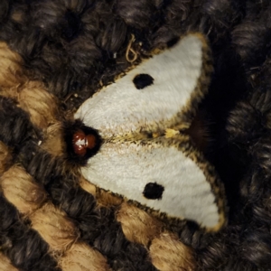 Epicoma melanospila at Doonan, QLD - 9 Apr 2023