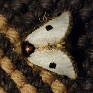 Epicoma melanospila at Doonan, QLD - 9 Apr 2023 07:14 PM