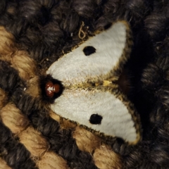 Epicoma melanospila (Black Spot Moth) at Doonan, QLD - 9 Apr 2023 by AaronClausen
