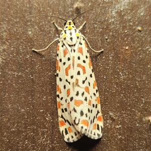 Utetheisa lotrix at Verrierdale, QLD - 9 Apr 2023 07:08 PM