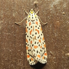 Utetheisa lotrix (Crotalaria Moth) at Verrierdale, QLD - 9 Apr 2023 by AaronClausen
