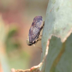 Brunotartessus fulvus (Yellow-headed Leafhopper) at Dryandra St Woodland - 12 Feb 2023 by ConBoekel