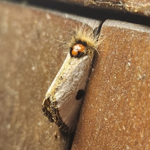 Epicoma melanospila at Verrierdale, QLD - 9 Apr 2023