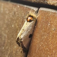 Epicoma melanospila (Black Spot Moth) at Verrierdale, QLD - 9 Apr 2023 by AaronClausen