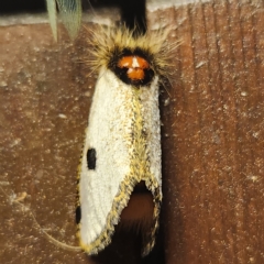 Epicoma melanospila at Verrierdale, QLD - 9 Apr 2023 07:10 PM